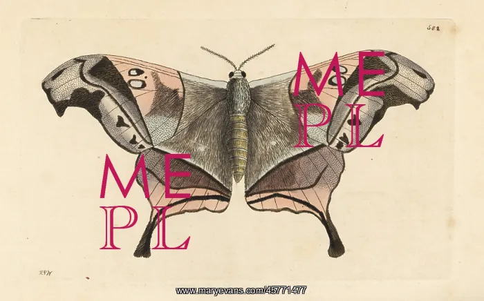 : Dysdaemonia boreas moth : Dysdaemonia boreas moth
