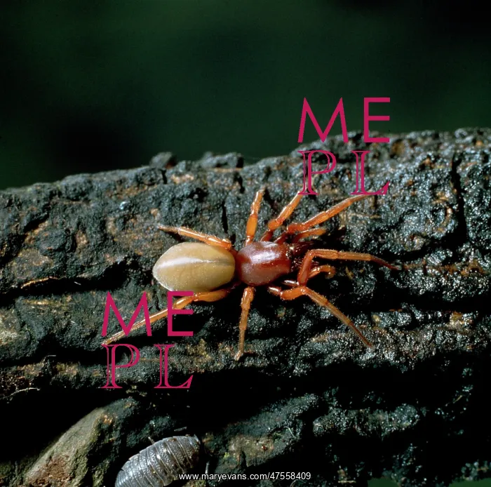 : Dysdera crocata, woodlouse spider : Dysdera crocata, woodlouse spider