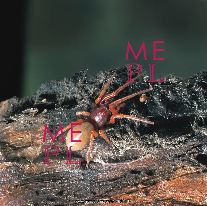 : Dysdera crocata, woodlouse spider : Dysdera crocata, woodlouse spider