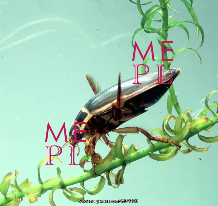 : Dytiscus marginalis, great diving beetle : Dytiscus marginalis, great diving beetle