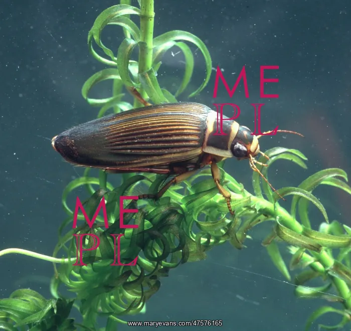 : Dytiscus marginalis, great diving beetle : Dytiscus marginalis, great diving beetle