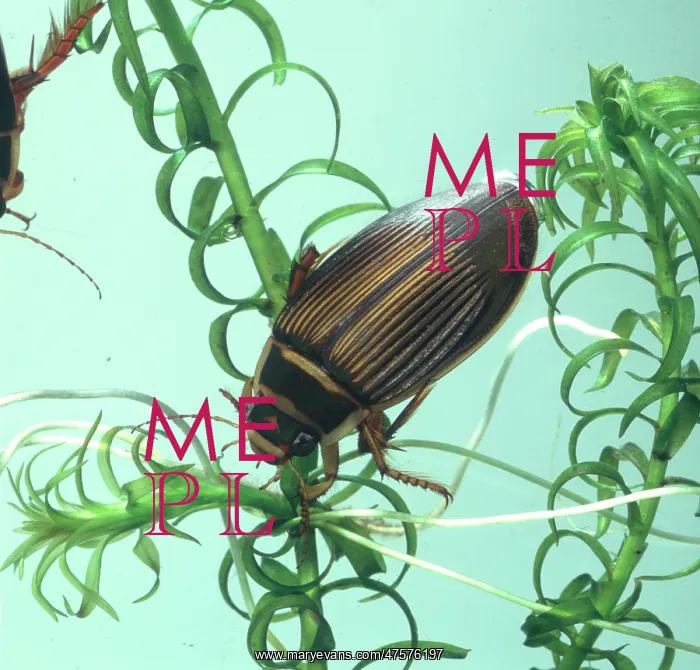 : Dytiscus marginalis, great diving beetle : Dytiscus marginalis, great diving beetle