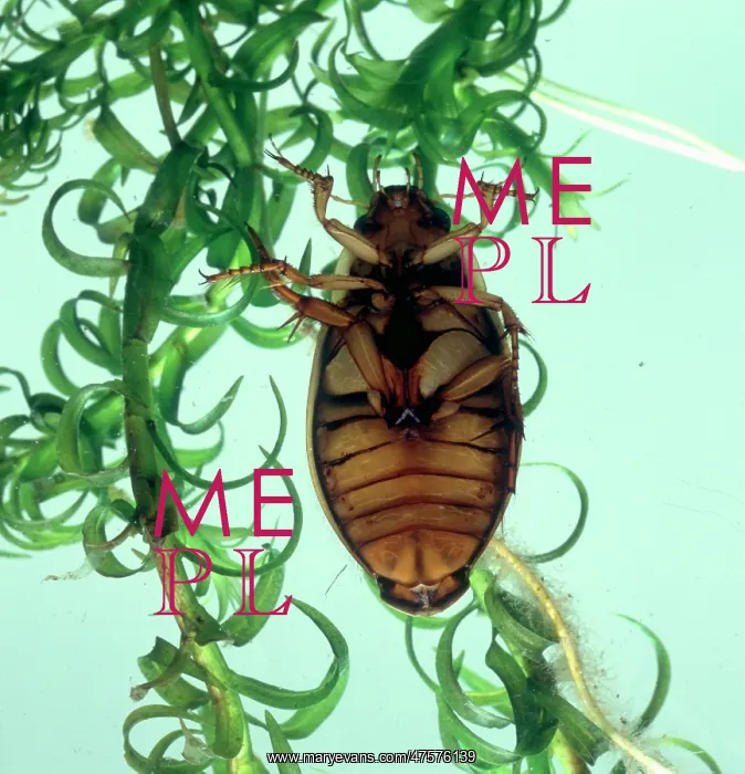 : Dytiscus marginalis, the underside of a great diving beetle : Dytiscus marginalis, the underside of a great diving beetle