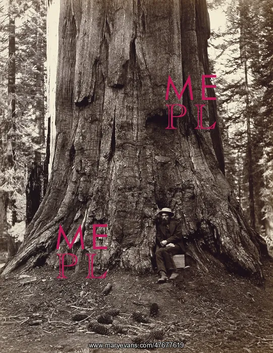 : Eadweard Muybridge and General Grant Tree, c. 1864 : Eadweard Muybridge and General Grant Tree, c. 1864