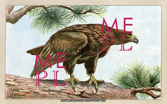  : An eagle on a branch