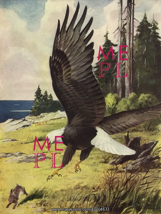  : Eagle Diving at Rabbit