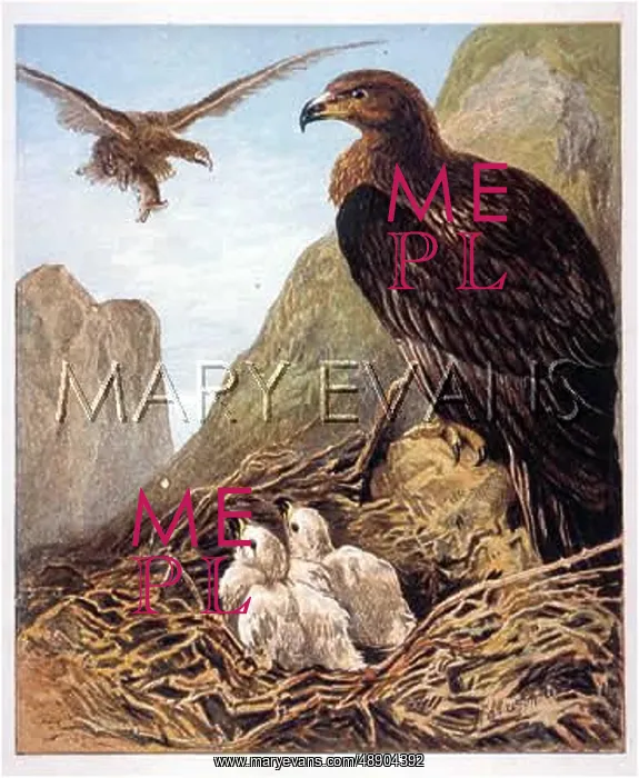 : EAGLE ON NEST : EAGLE ON NEST
