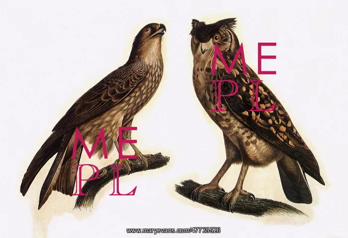  : Eagle Owl and Black Kite