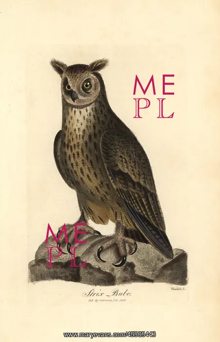 : Eagle owl, Bubo bubo : Eagle owl, Bubo bubo