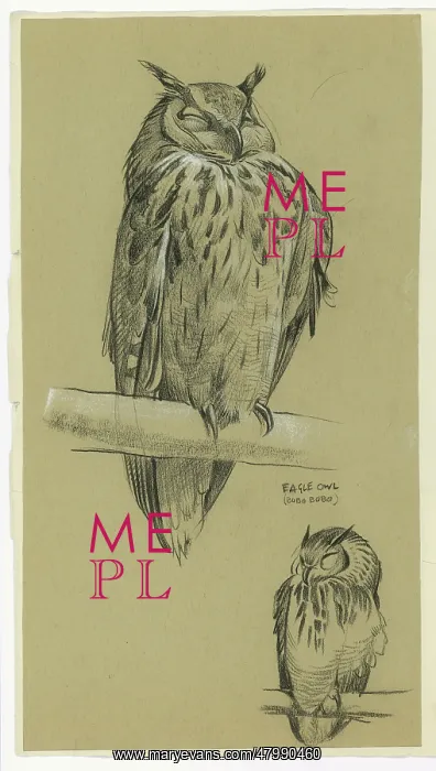  : Eagle Owl Bubo Bubo
