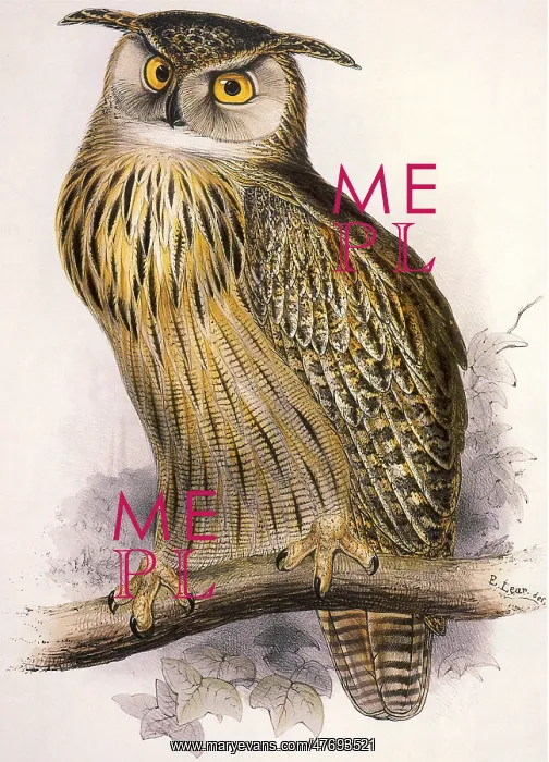  : Eagle Owl, Bubo Maximus