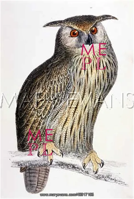  : EAGLE OWL (MORRIS)