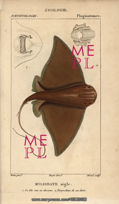 : Eagle ray, Myliobatis aquila : Eagle ray, Myliobatis aquila
