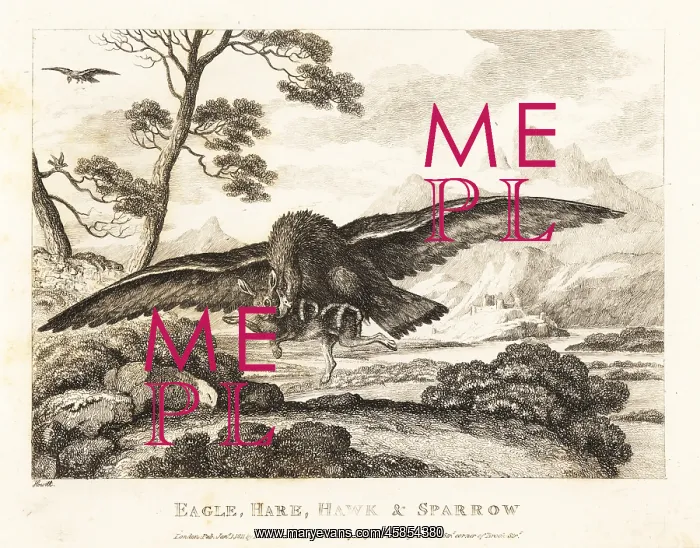 : An eagle swoops down to grab a hare with its talons : An eagle swoops down to grab a hare with its talons