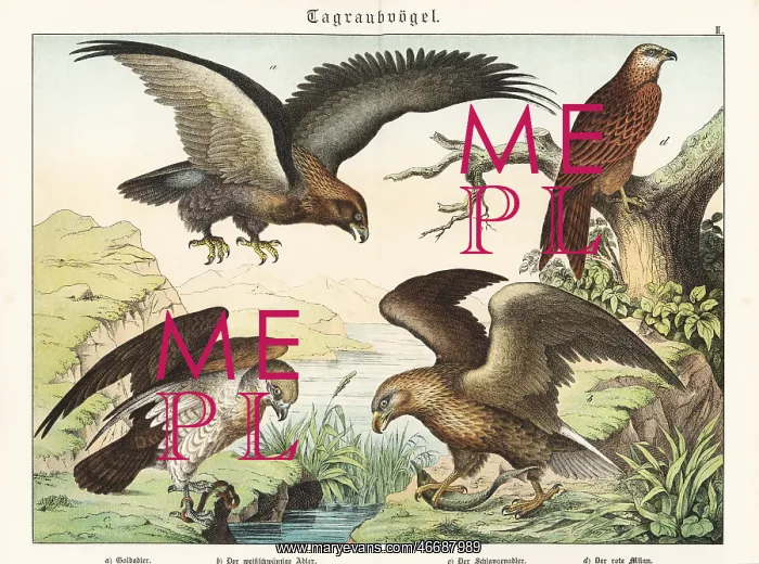 : Eagles and kite : Eagles and kite