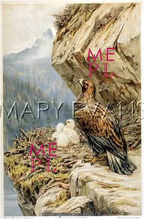 : EAGLES ON NEST 1897 : EAGLES ON NEST 1897