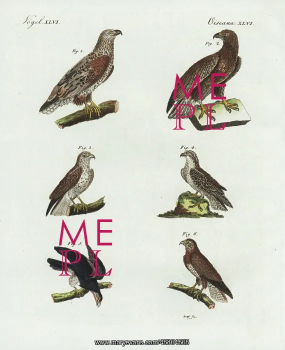 : Eagles, osprey, red-tailed hawk and buzzard : Eagles, osprey, red-tailed hawk and buzzard