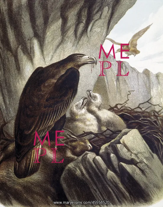 : Eagles with their young. Engraving after a drawing : Eagles with their young. Engraving after a drawing