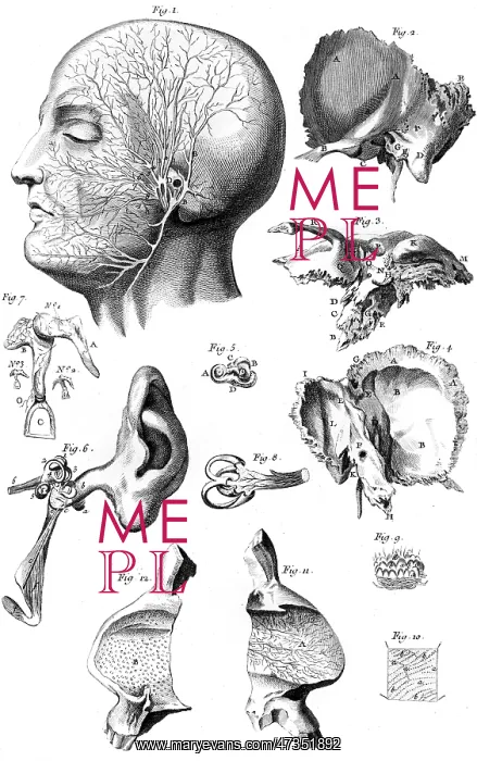 : EAR ANATOMY 18TH CENTURY : EAR ANATOMY 18TH CENTURY