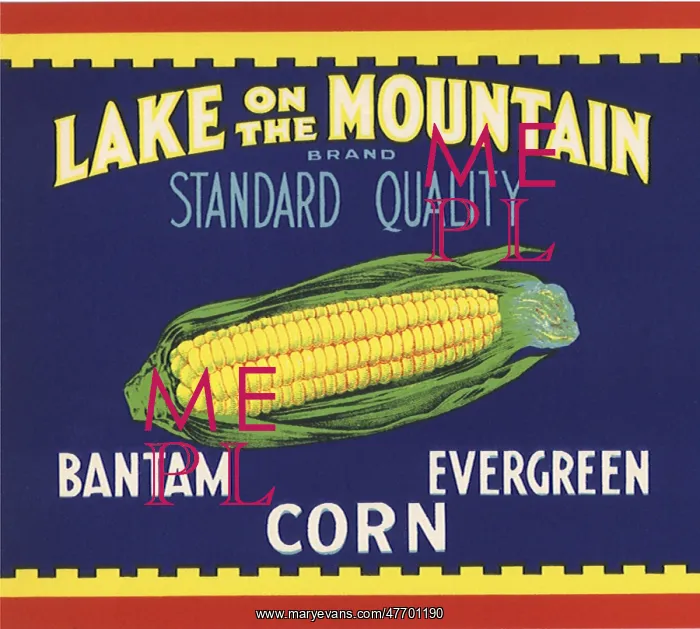  : Ear of Corn