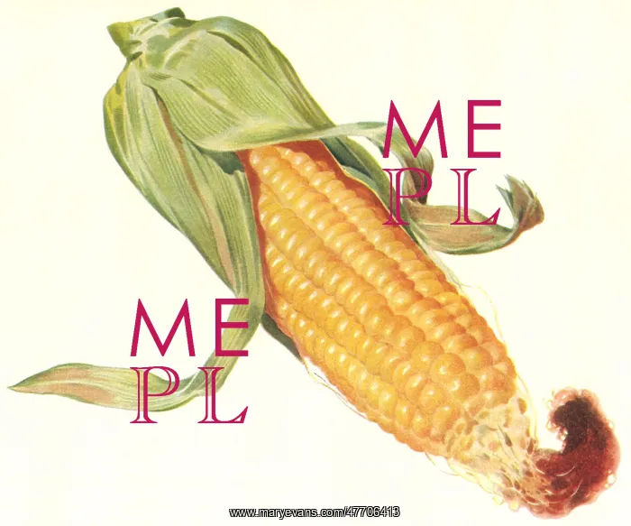 : Ear of Corn : Ear of Corn