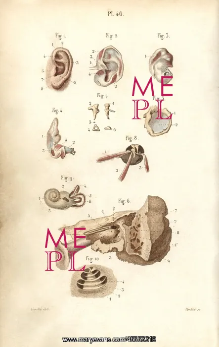 : Ear and eardrum : Ear and eardrum