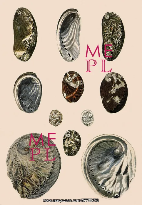  : Ear-Shaped Shells