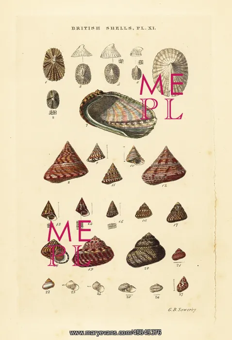  : Ear shell, Haliotis, sea snails, Trochus, Margarita, etc