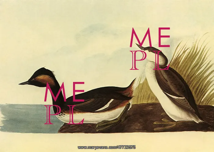  : Eared Grebe, Podicepus caspicus