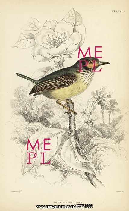 : Eared pygmy tyrant, Myiornis auricularis : Eared pygmy tyrant, Myiornis auricularis