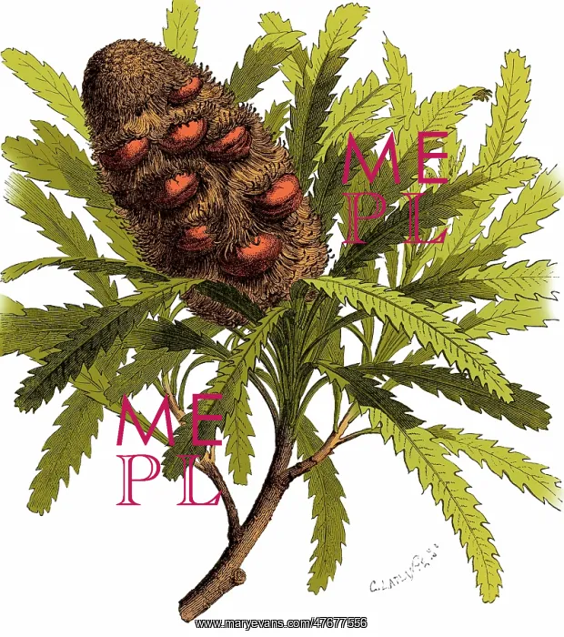 : Early Banksia Fruit, Illustration : Early Banksia Fruit, Illustration
