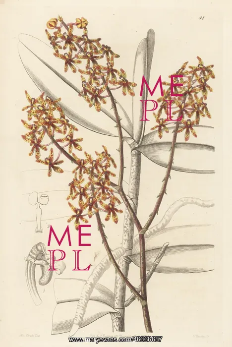 : Early blooming renanthera orchid, Renanthera matutina : Early blooming renanthera orchid, Renanthera matutina
