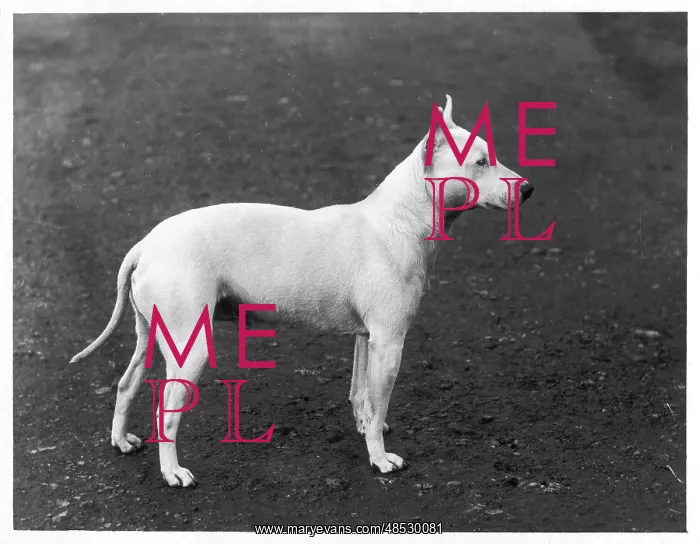 : EARLY BULL TERRIER / 1898 : EARLY BULL TERRIER / 1898