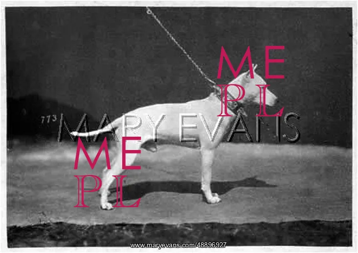 : EARLY EXAMPLE OF BREED : EARLY EXAMPLE OF BREED