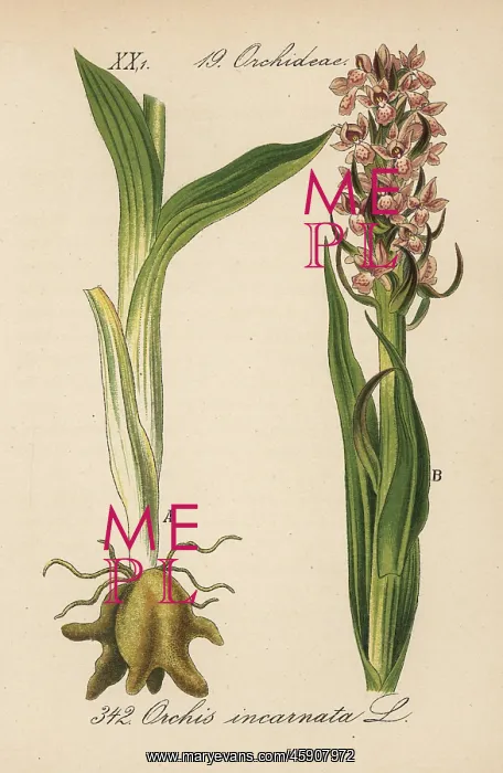 : Early marsh-orchid, Dactylorhiza incarnata : Early marsh-orchid, Dactylorhiza incarnata