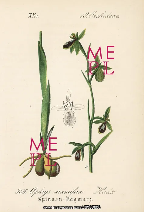 : Early spider-orchid, Ophrys sphegodes : Early spider-orchid, Ophrys sphegodes