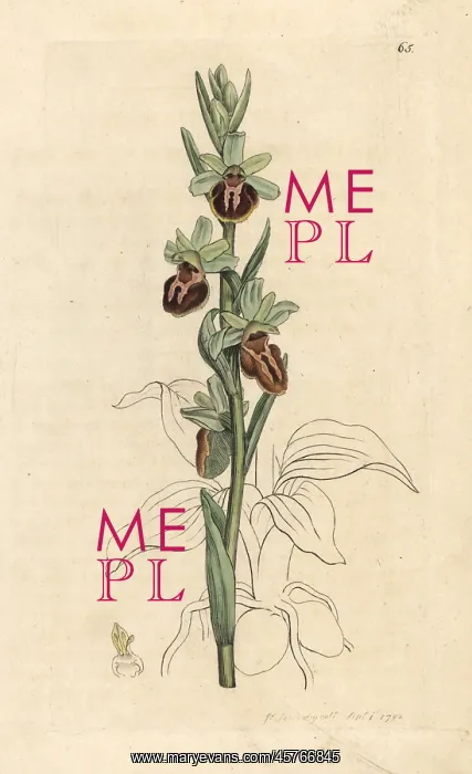 : Early spider orchid, Ophrys sphegodes : Early spider orchid, Ophrys sphegodes