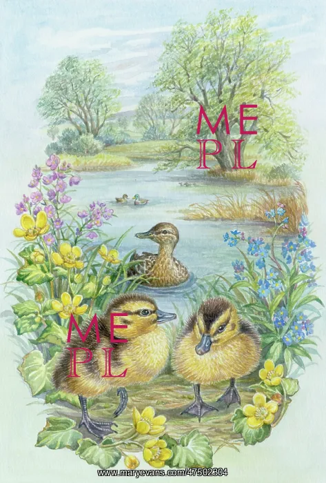 : Early Summer Scene ' with Mallard ducklings : Early Summer Scene ' with Mallard ducklings
