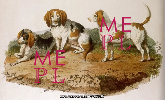 : EARLY TYPE BEAGLE DOGS : EARLY TYPE BEAGLE DOGS