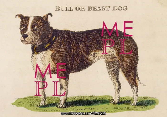 : EARLY TYPE BULL DOGS : EARLY TYPE BULL DOGS