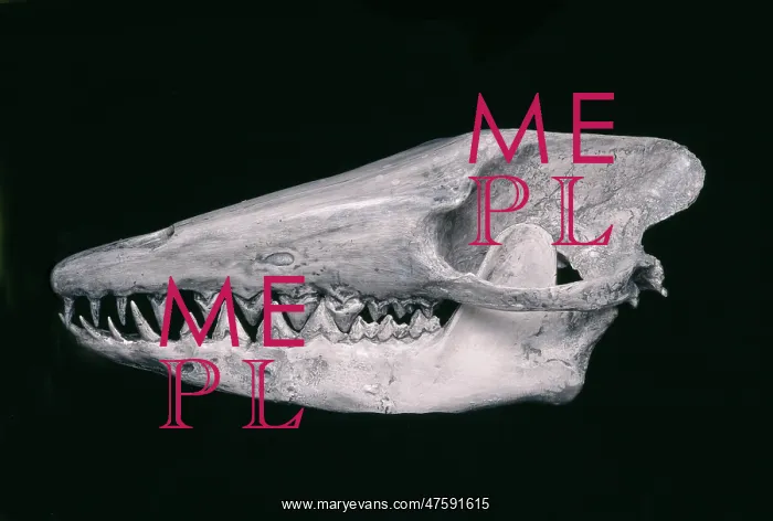 : Early whale skull of Pakicetus inachus : Early whale skull of Pakicetus inachus