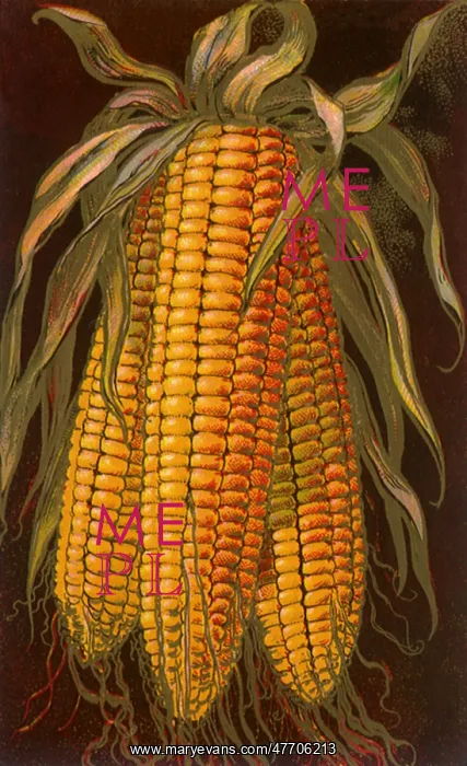  : Three Ears of Corn