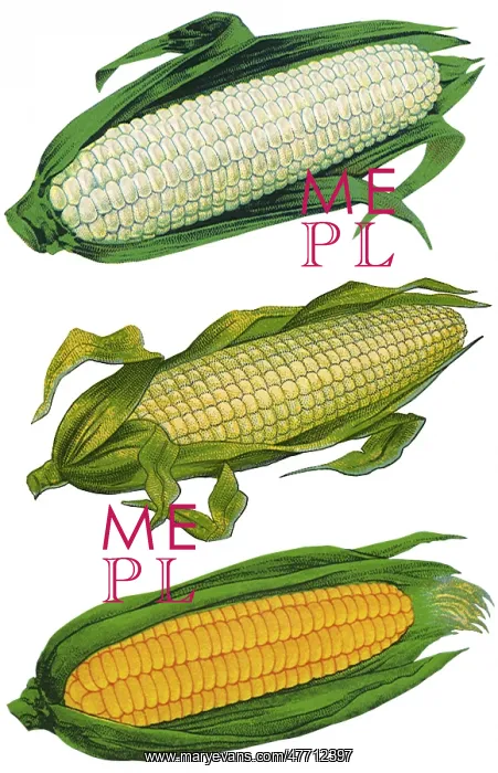 : Ears of Corn : Ears of Corn