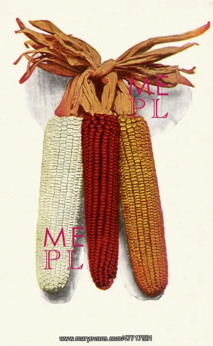  : Ears of Corn