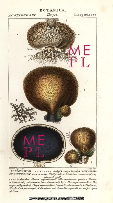 : Earth balls, Scleroderma verrucosum : Earth balls, Scleroderma verrucosum