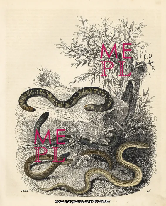 : Earthworm blind snake, slow worm, Cape legless : Earthworm blind snake, slow worm, Cape legless