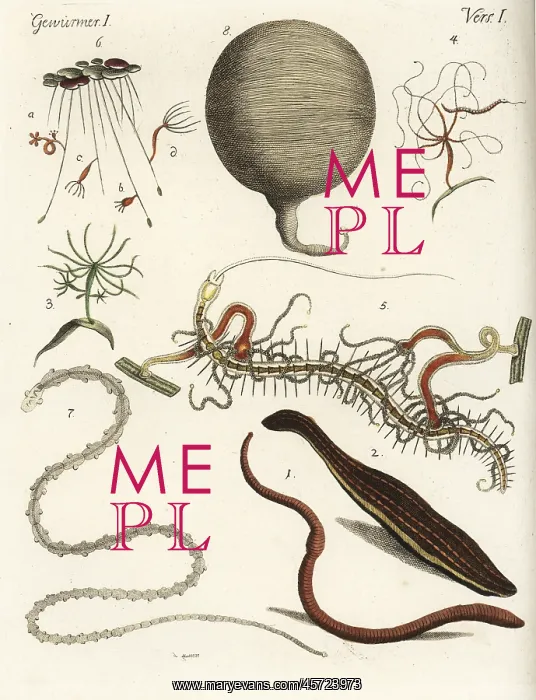 : Earthworm, leech, polypes and tapeworms : Earthworm, leech, polypes and tapeworms