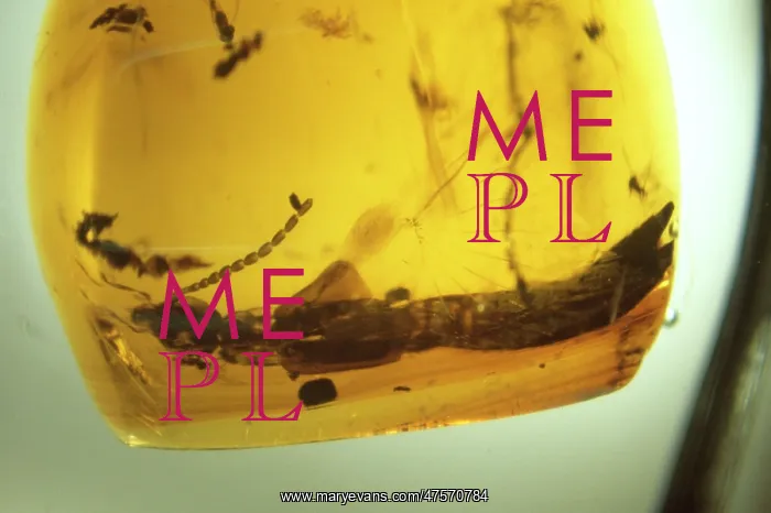 : Earwig in amber : Earwig in amber