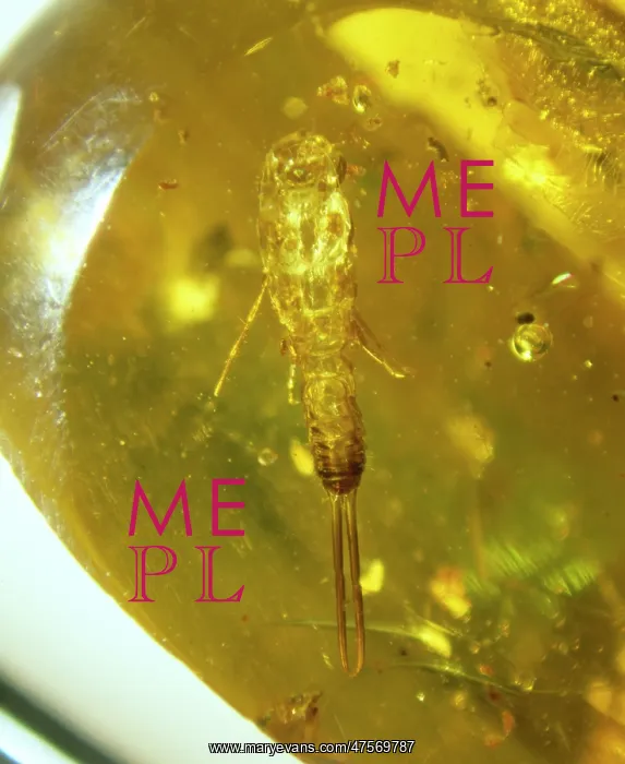 : Earwig skin in Baltic amber : Earwig skin in Baltic amber