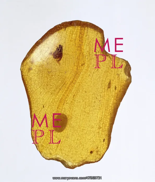 : East African copal : East African copal